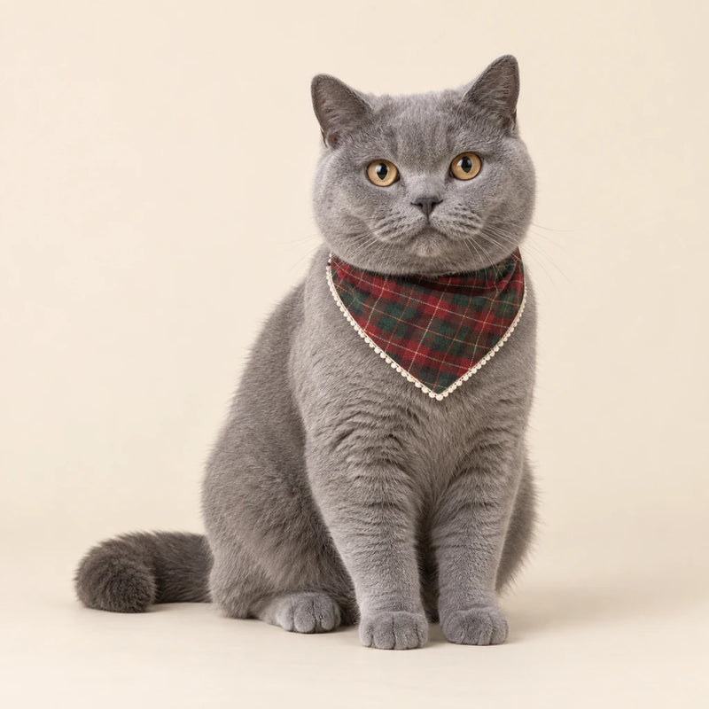 Blue-grey British shorthair wearing a simple festive bandana on a clean cream background - Petifo