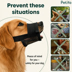 Golden Retriever wearing the black mesh muzzle to prevent situations like biting, chewing furniture, and scavenging.