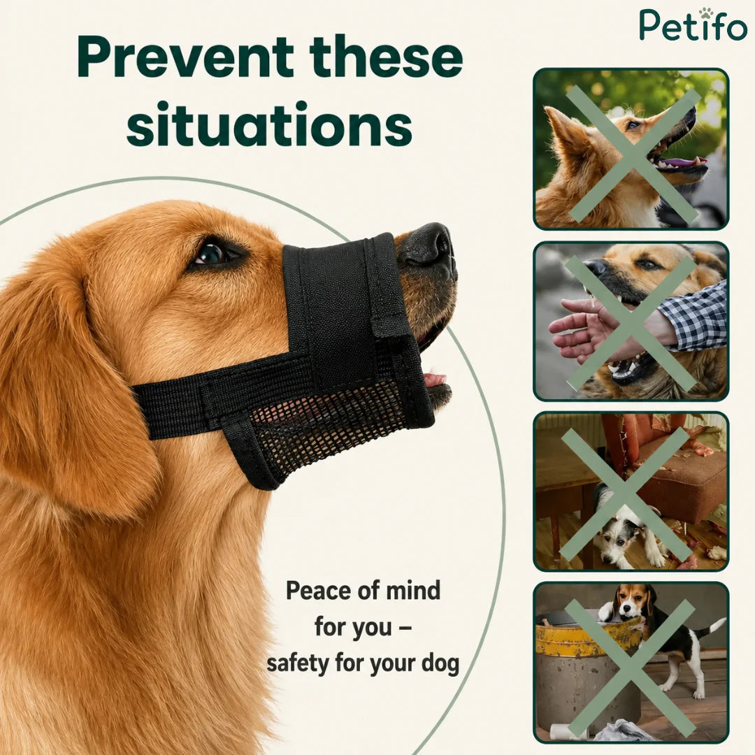 Golden Retriever wearing the black mesh muzzle to prevent situations like biting, chewing furniture, and scavenging.