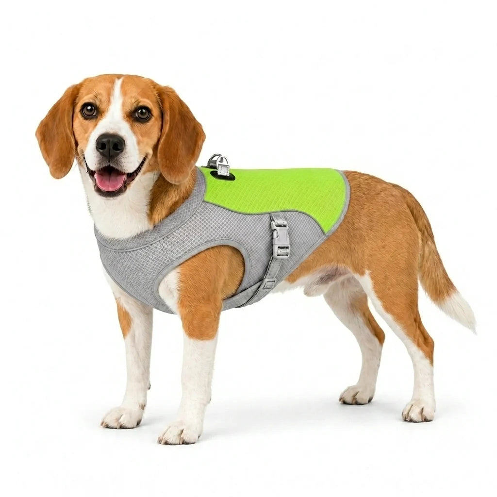 Beagle wearing a green cooling vest in size medium.