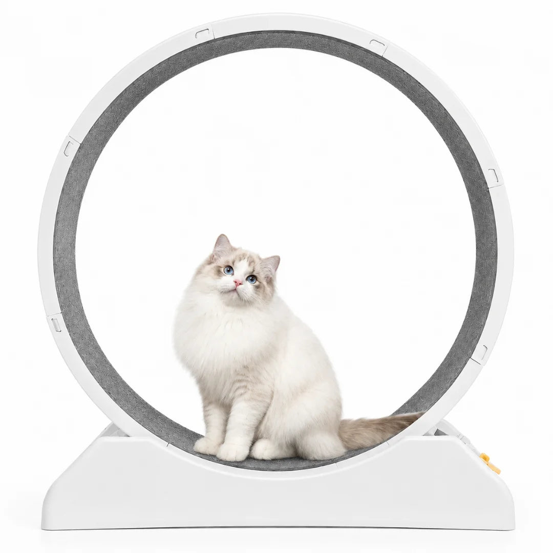 A beautiful fluffy cat sitting inside a white Petifo cat exercise wheel in a studio setting.