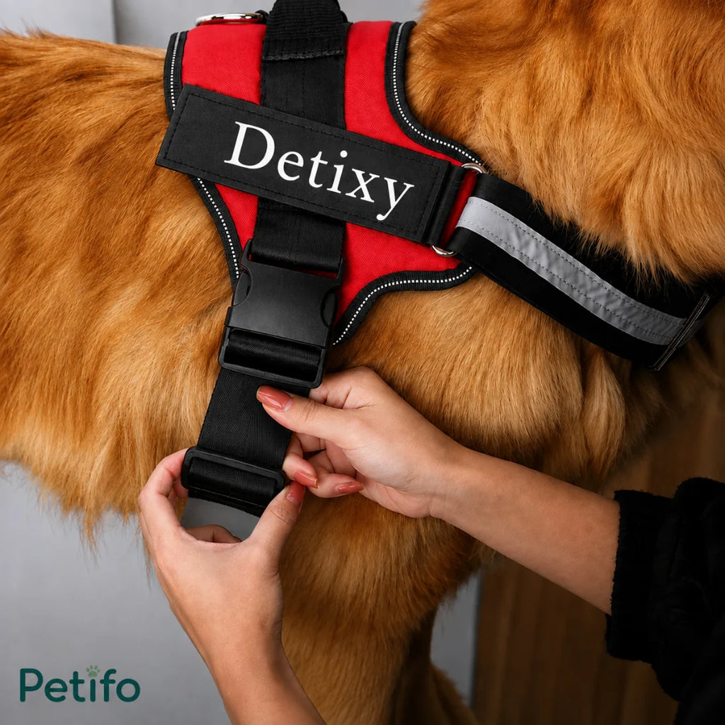 A close-up shot of hands adjusting the straps of a red "Detixy" dog harness on a golden retriever's thick fur, branded with the Petifo logo.