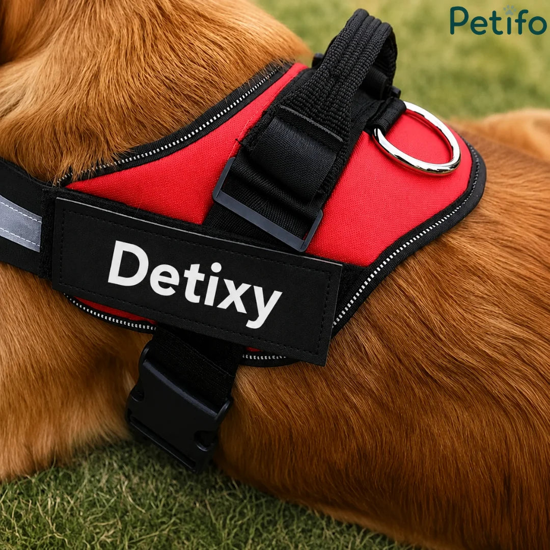 A close-up view of a red "Detixy" dog harness resting on a golden retriever's back, featuring a sturdy handle, metal leash ring, quick-release buckle, and reflective trim, branded with the Petifo logo.