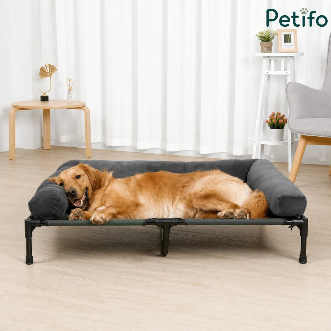 A comfortable golden retriever relaxing on a Petifo elevated dog bed in a cozy indoor home environment.