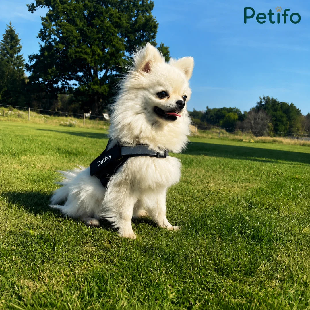 A fluffy white Pomeranian dog sitting in a grassy park wearing a black "Detixy" harness under a clear blue sky, branded with the Petifo logo.