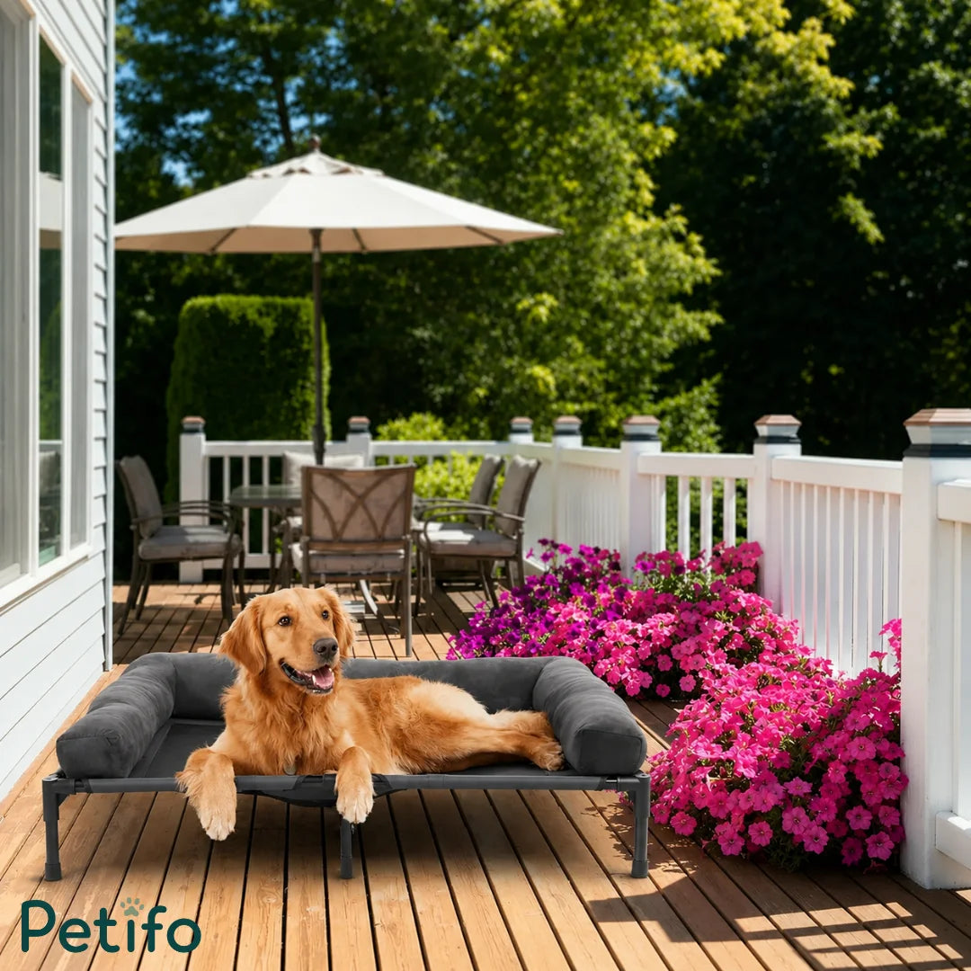 A happy golden retriever lying on a Petifo elevated dog bed placed on a beautiful wooden deck with pink flowers.