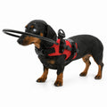 Dachshund wearing a red blind dog harness equipped with a protective halo ring for obstacle navigation.