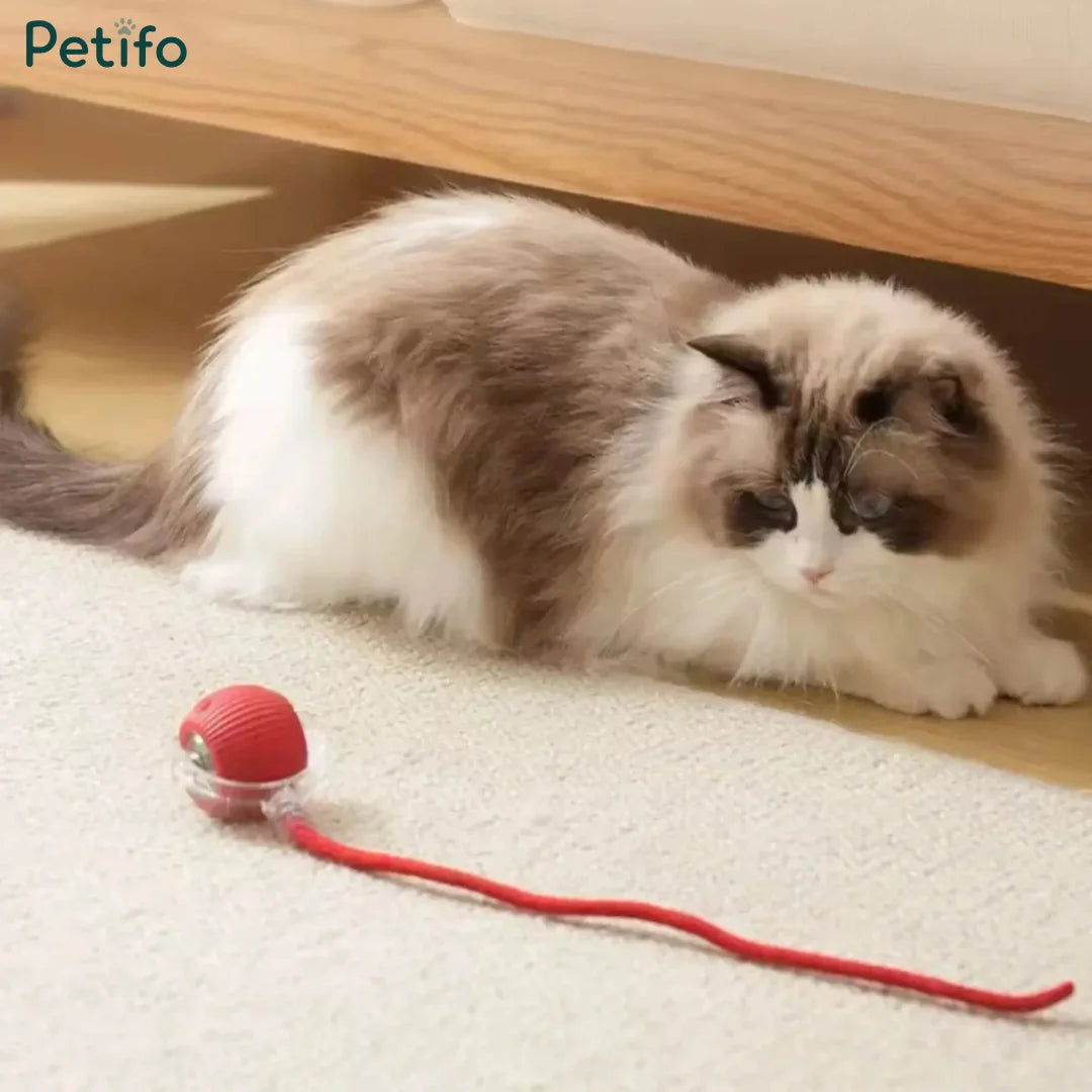 A cute calico cat watching a red rolling interactive toy on a carpeted floor.