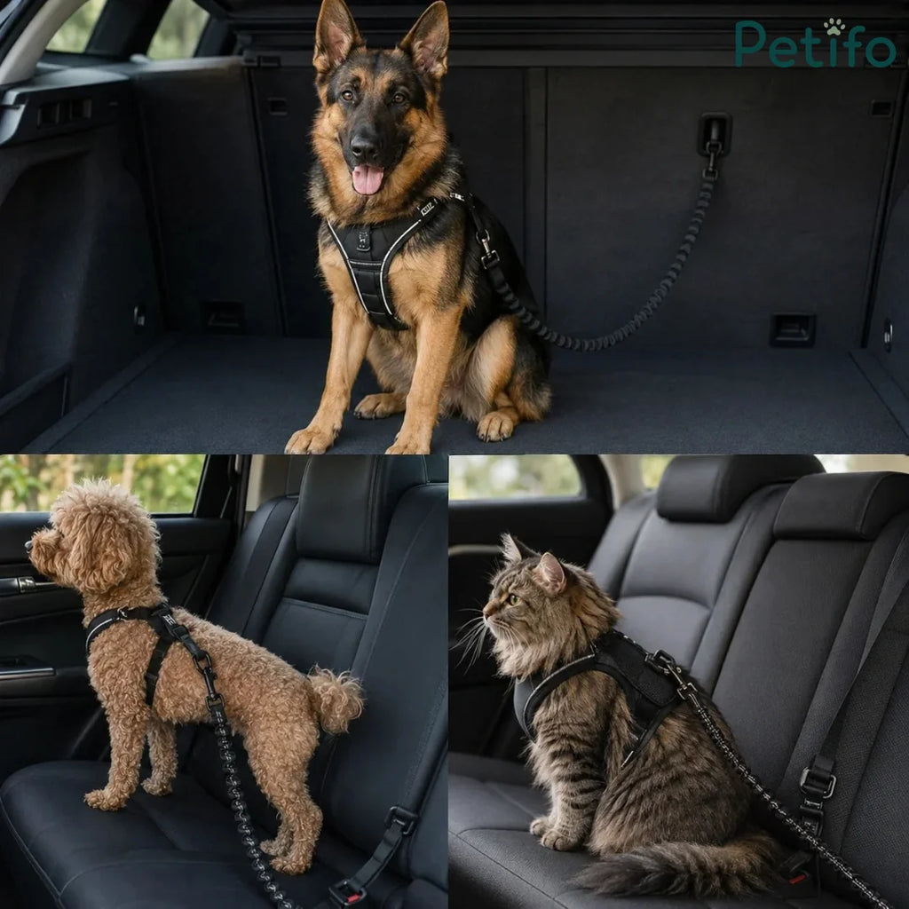 Pets safely secured with black adjustable car safety seat belts in vehicle backseats.