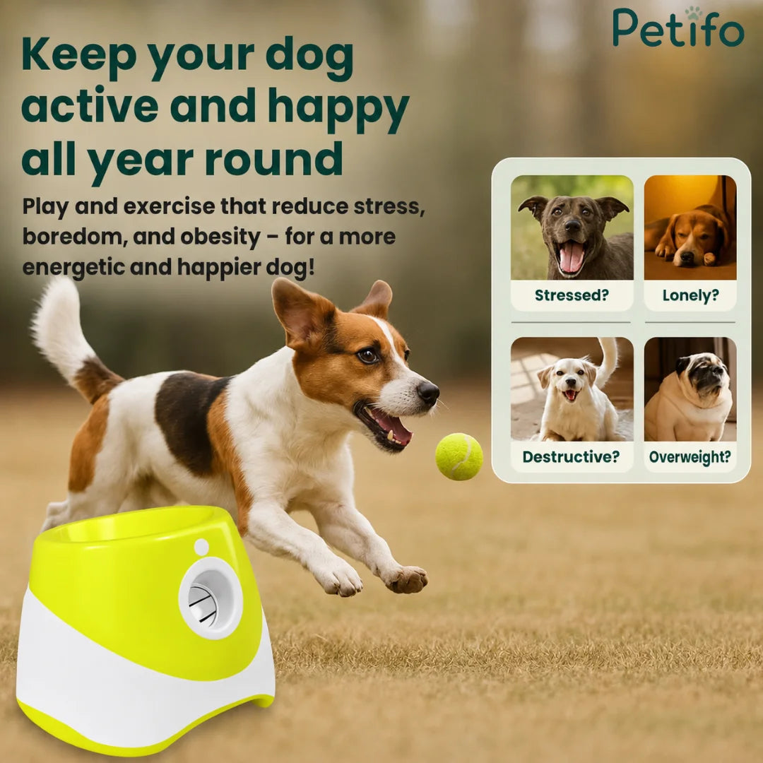 An active dog chasing a ball thrown by a Petifo automatic launcher, highlighting the toy's benefits for reducing stress, boredom, and obesity in dogs.