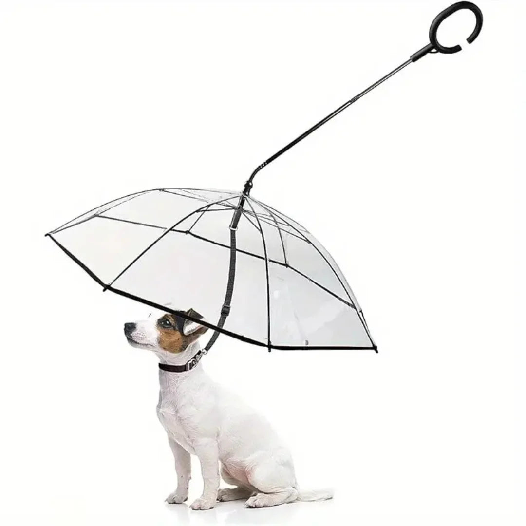 A small white dog sitting under a clear transparent dog umbrella with an attached leash on a white background.