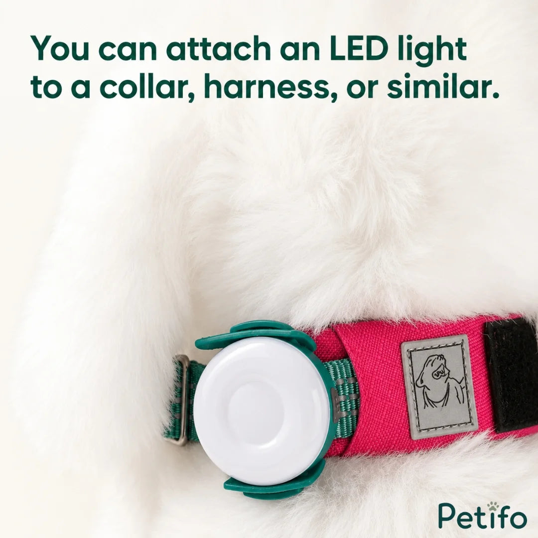 Petifo LED safety light attached securely to a pink dog collar.
