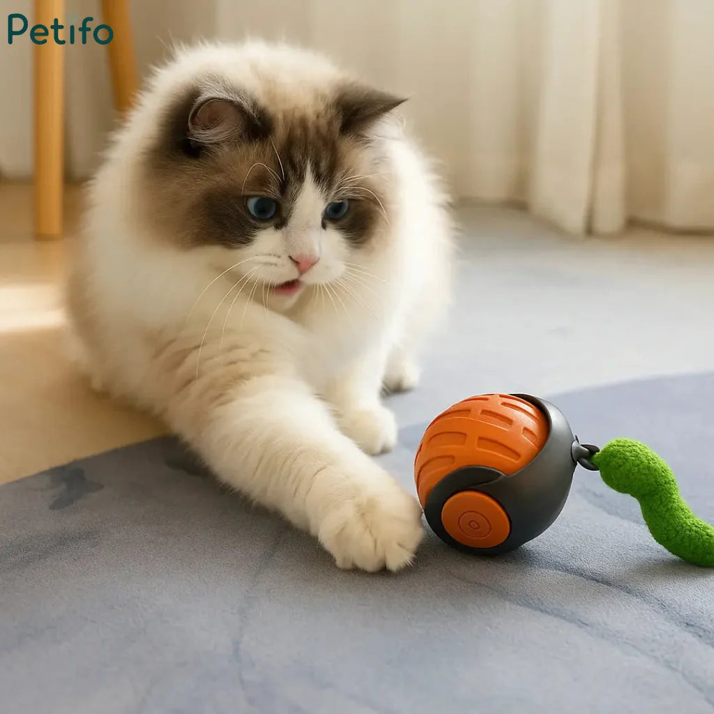 Fluffy cat playing with an automatic rolling smart ball toy on a soft carpet.