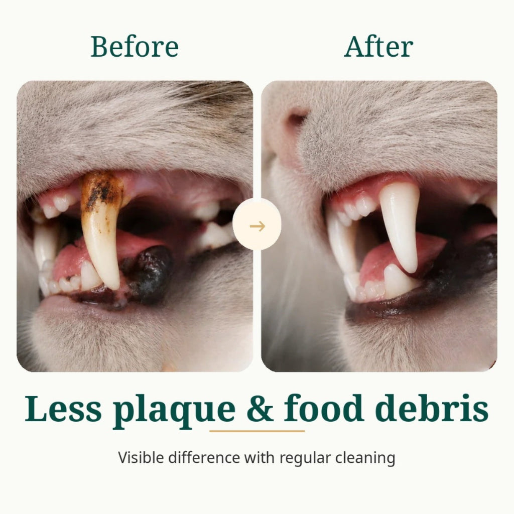 Before and after close-up comparison of cat teeth cleaning showing plaque and tartar removal.