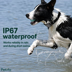 Black and white dog wearing a waterproof GPS tracking collar while playing with a ball in the water.