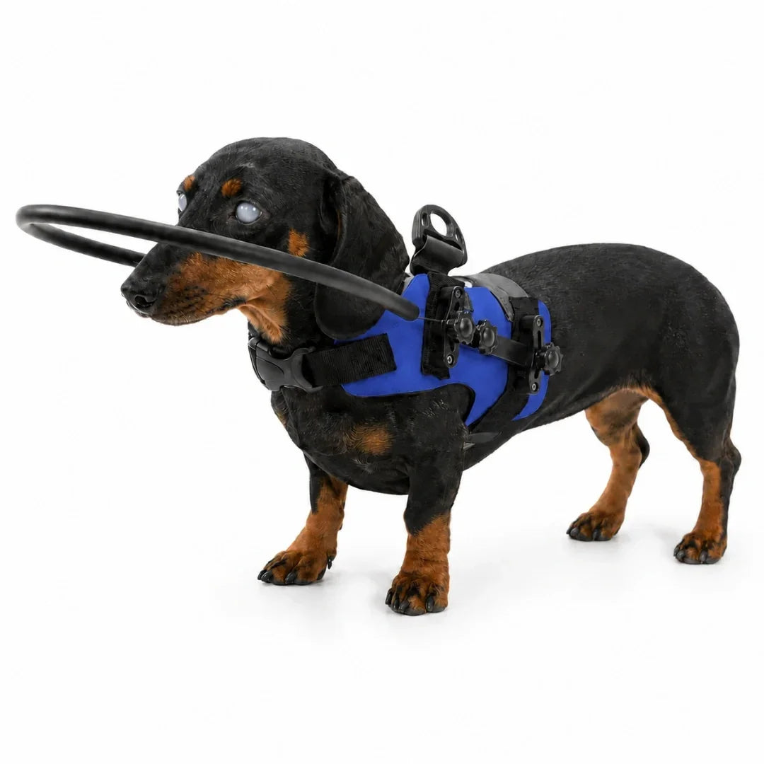 Dachshund wearing a blue blind dog harness equipped with a halo ring for obstacle navigation.