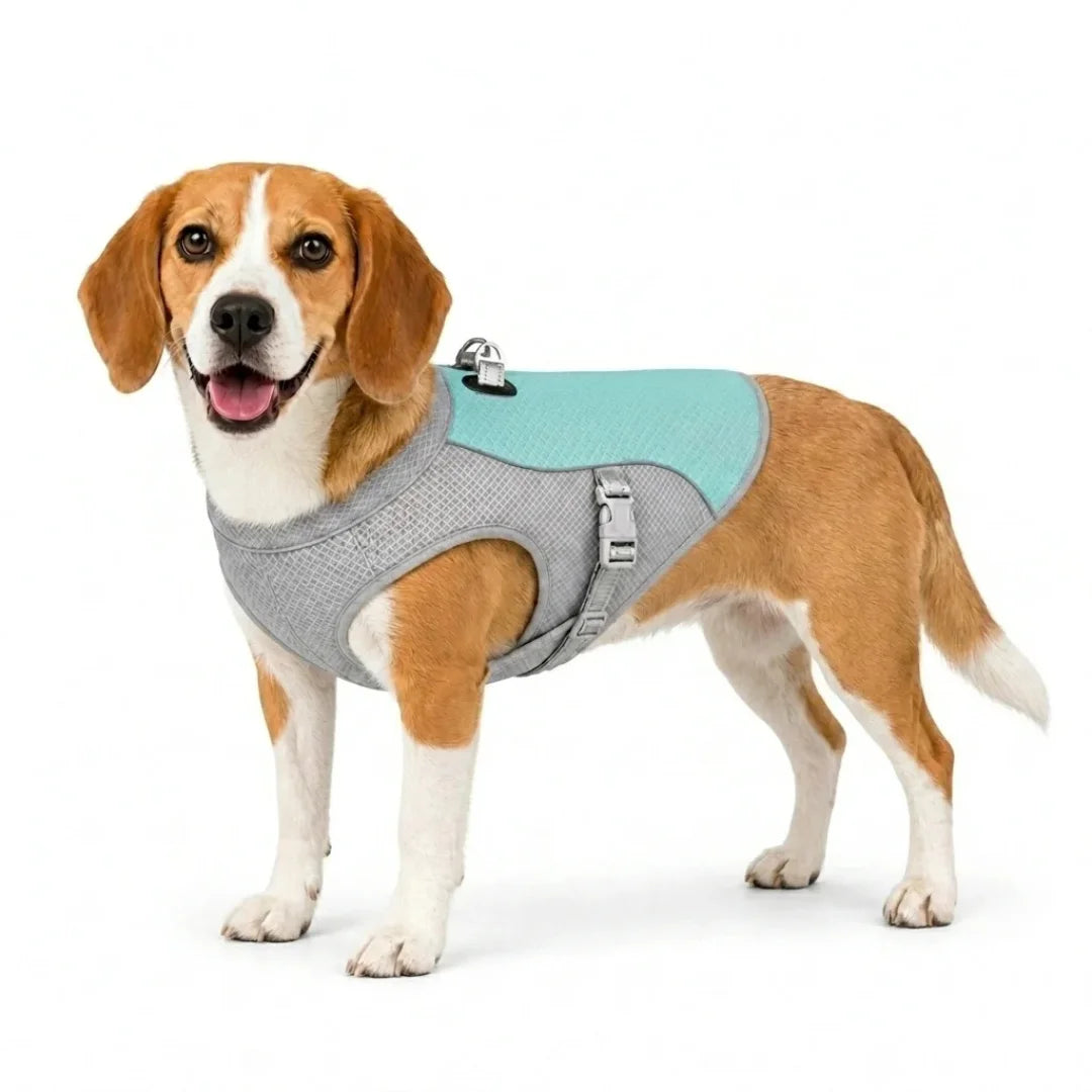 Beagle wearing a blue and gray cooling vest.