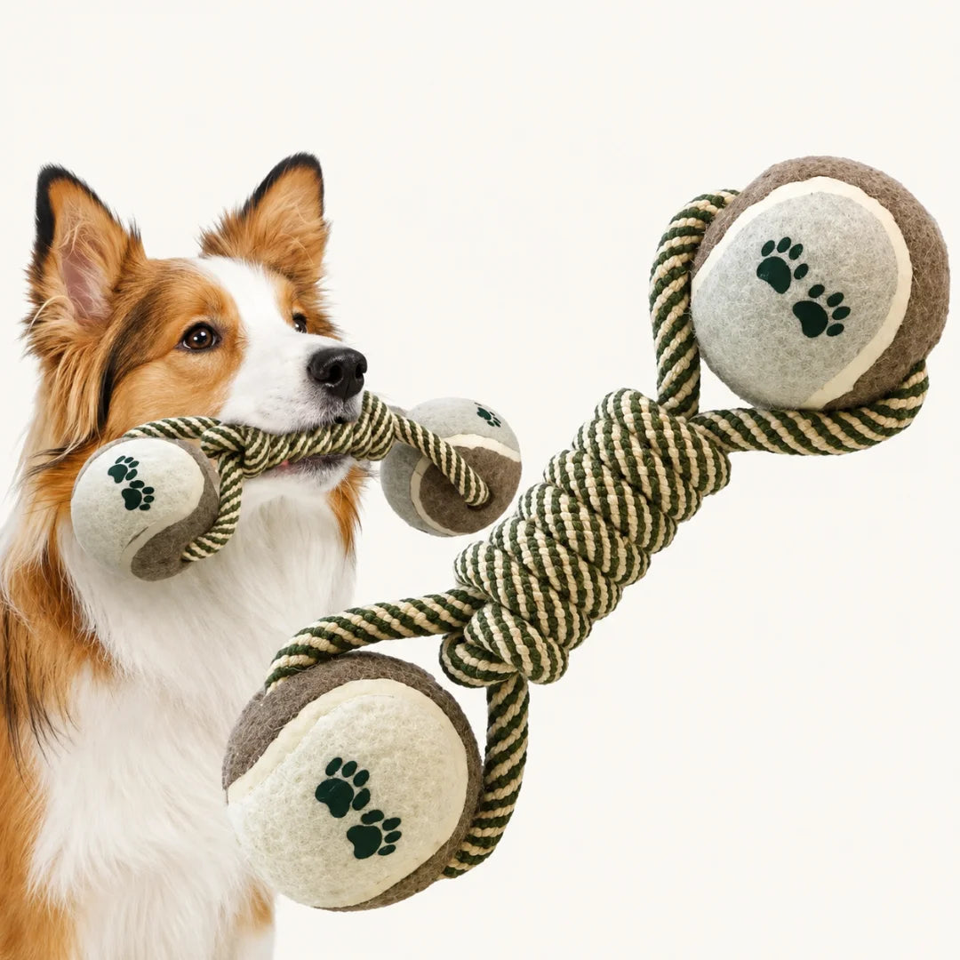 Border collie dog playing with the Petifo dual tennis ball and twisted cotton rope chew toy.