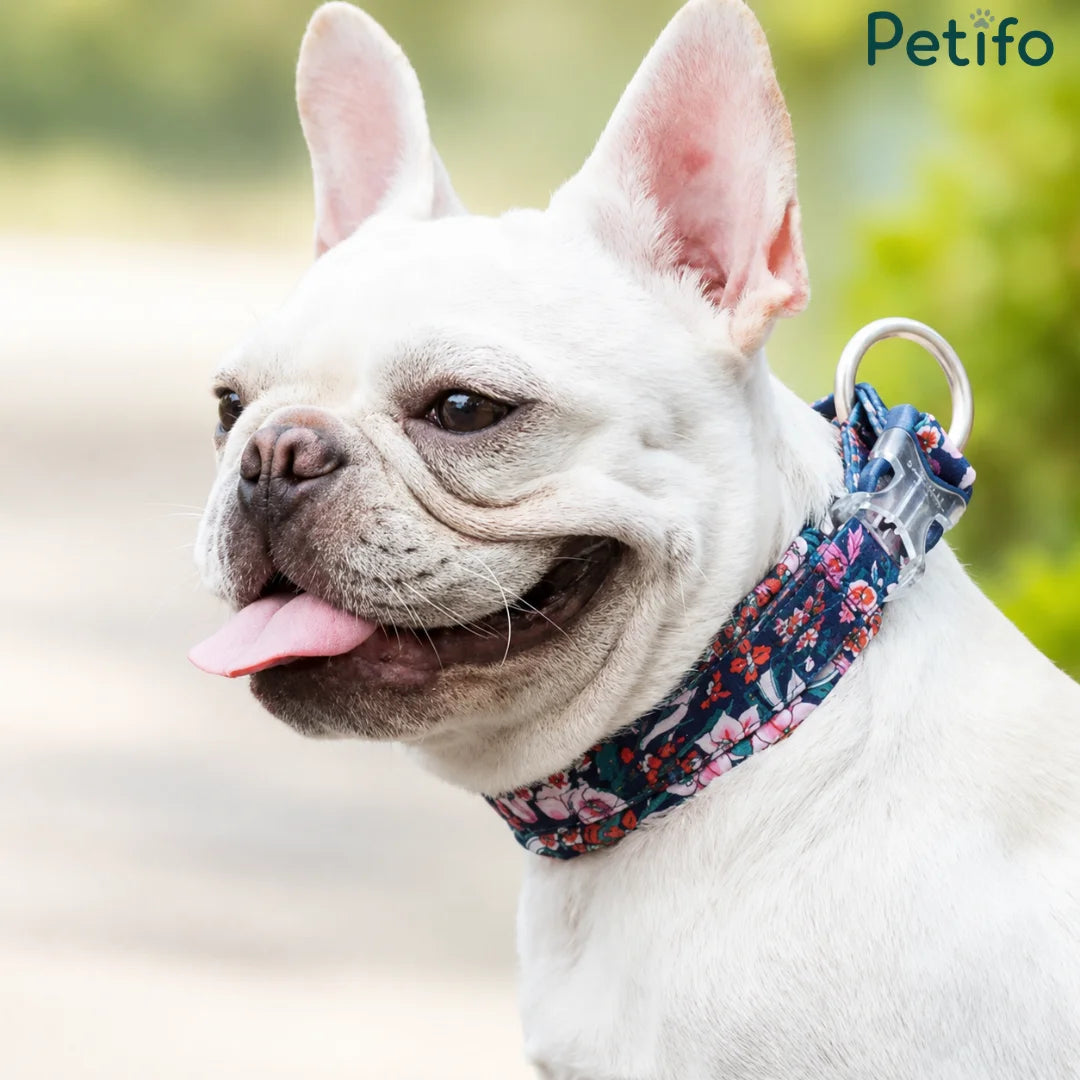A white French Bulldog wearing a stylish floral-patterned Petifo dog collar in a sunny outdoor setting.