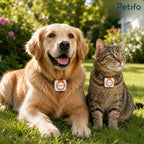 A golden retriever dog and a tabby cat both wearing Petifo GPS trackers on their collars while lying together in a sunny green garden.