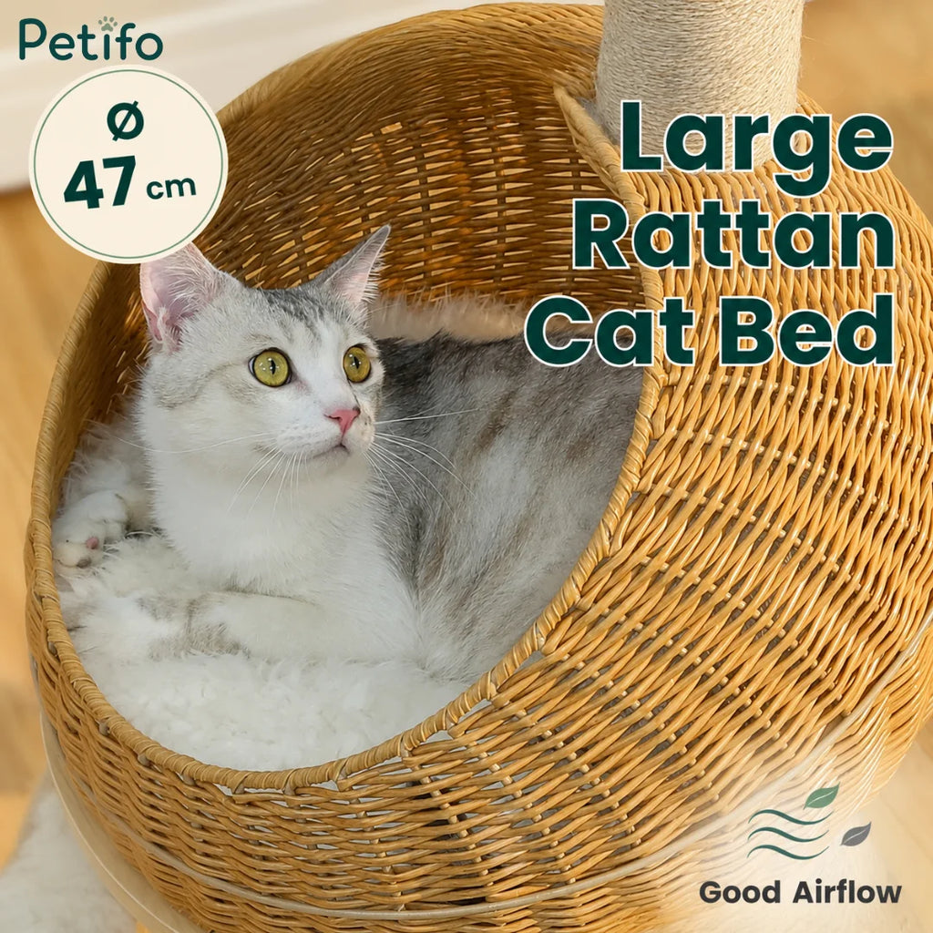 Close-up of a cat relaxing in a large, 47cm diameter round rattan cat bed with good airflow.