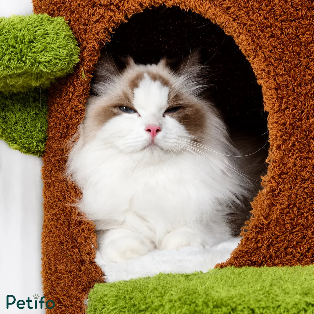 Close-up of a beautiful fluffy ragdoll cat relaxing inside a cozy, round cat condo on a tree-style cat tree.