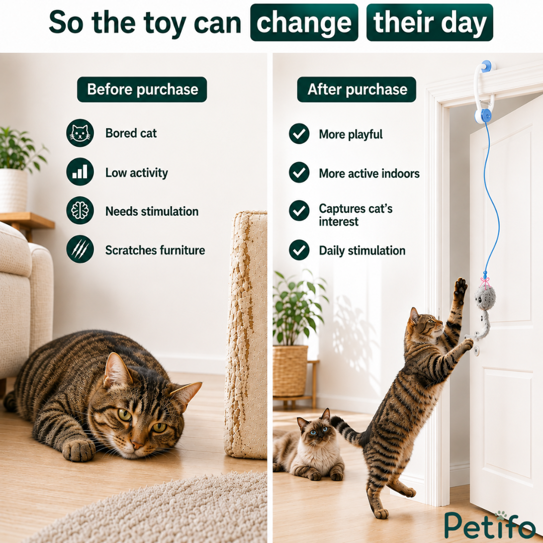   showing how the interactive toy helps change a cat's day by reducing boredom and increasing indoor activity.