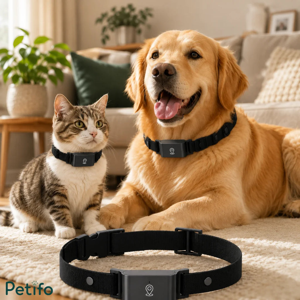 Golden retriever dog and a tabby cat wearing black tracker collars indoors on a carpet with an extra collar in the foreground.
