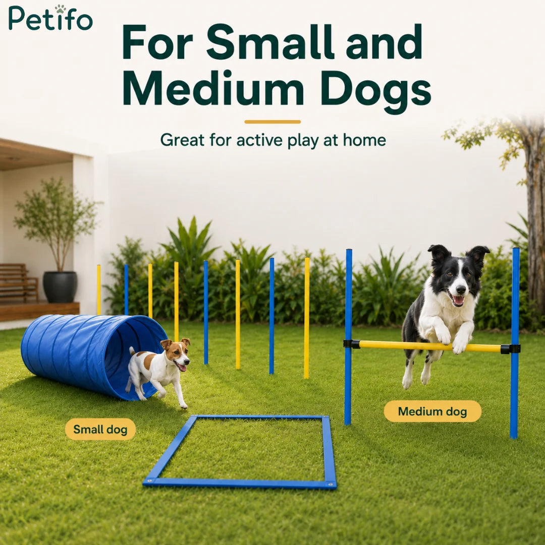 A small and a medium dog enjoying active play using the Petifo dog agility set in a backyard.