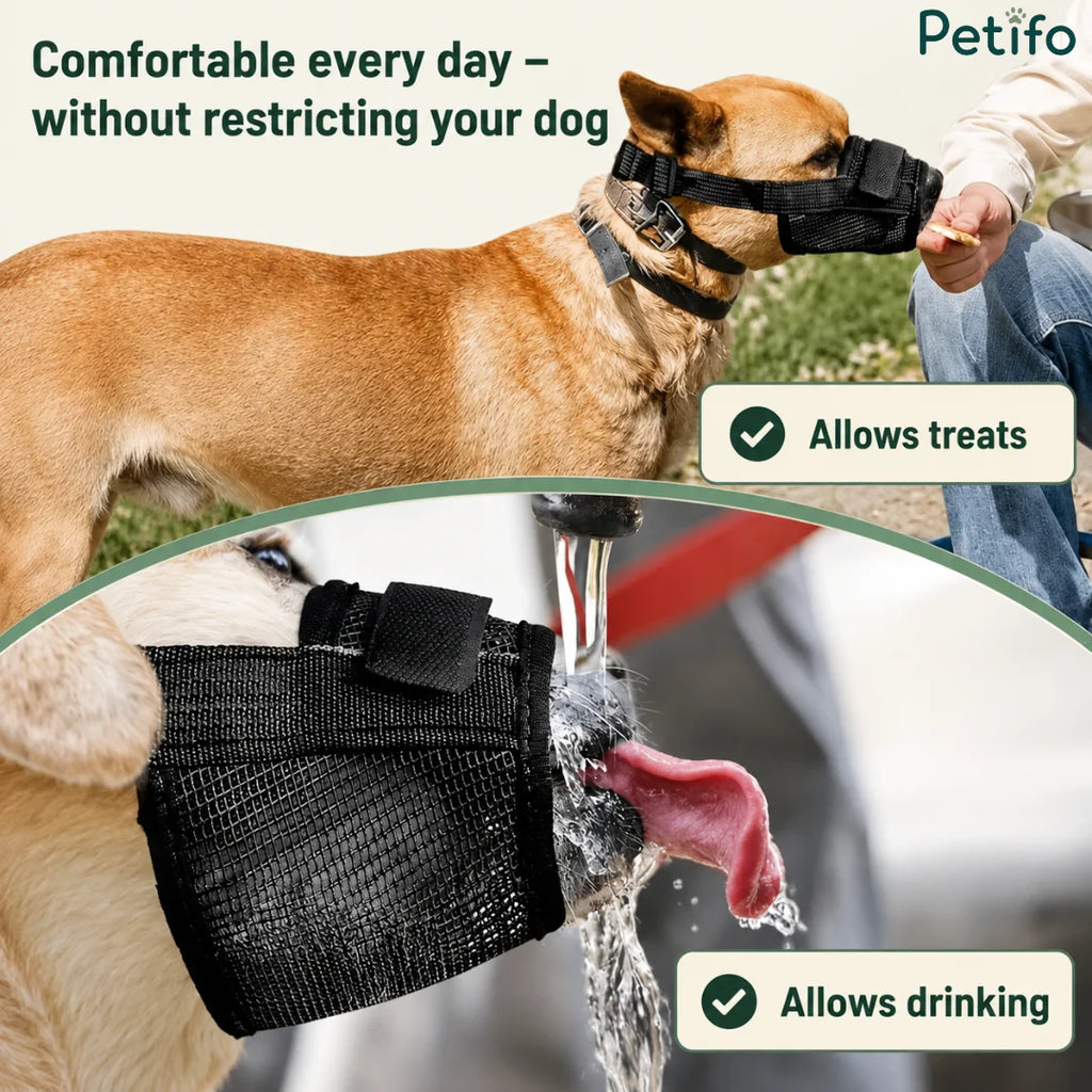 Dog wearing the black mesh muzzle while being fed a treat and drinking water comfortably.