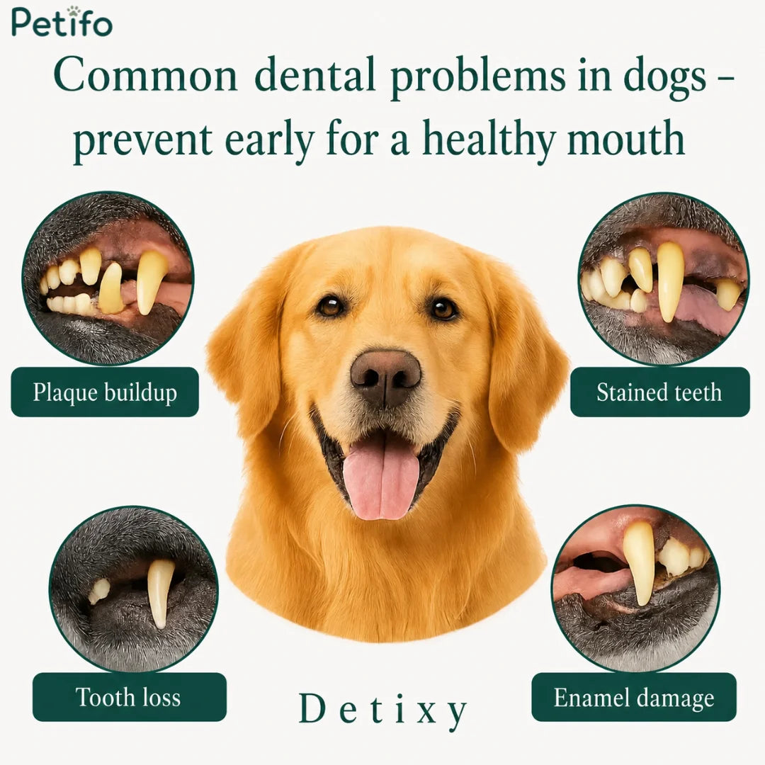 Educational graphic illustrating common dental problems in dogs, including plaque buildup, stained teeth, tooth loss, and enamel damage.