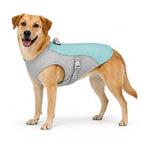 Medium-to-large yellow dog wearing a blue cooling vest in size extra large.