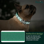 French bulldog wearing a glowing green reflective dog collar for safe nighttime walks.