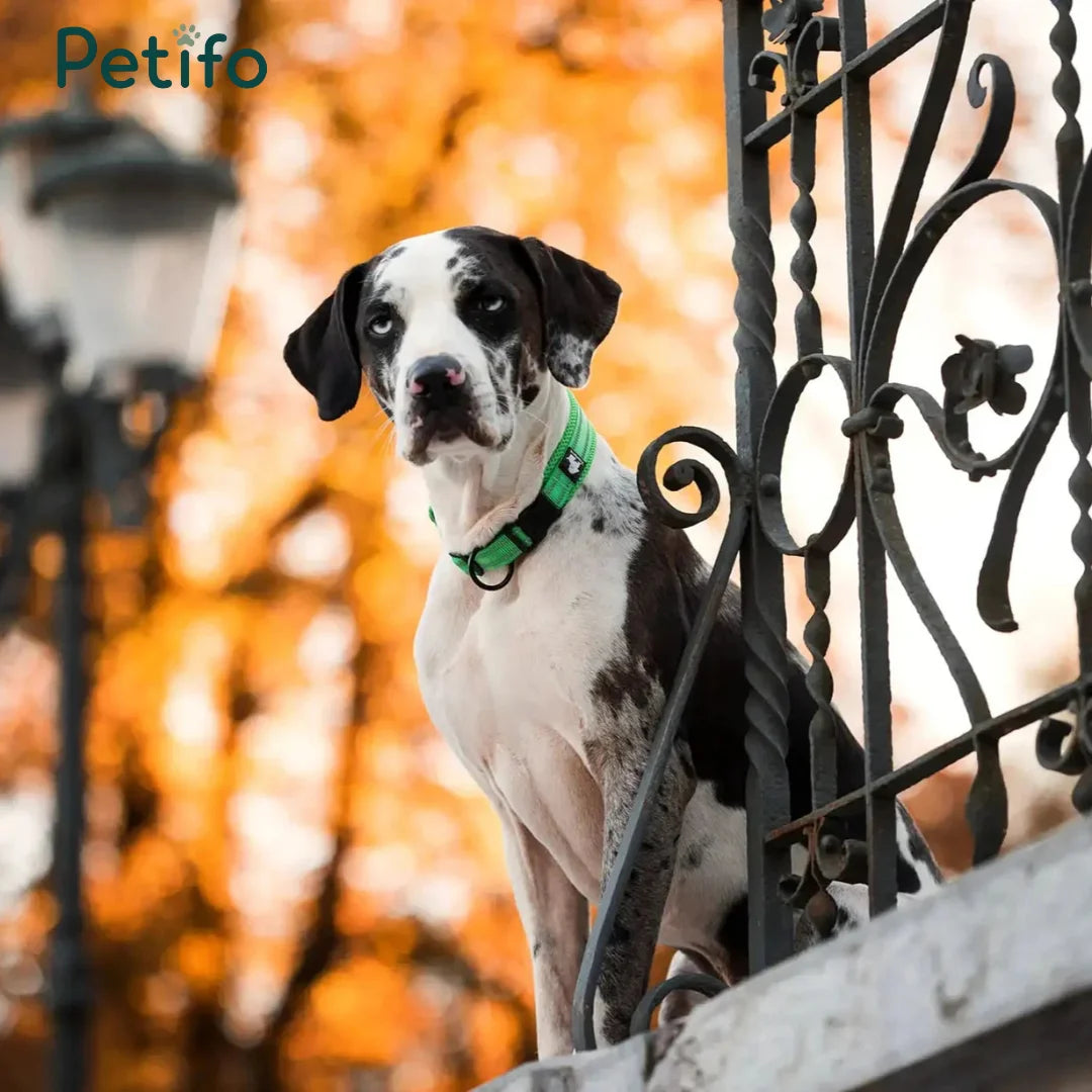 A side profile of a spotted dog with a green collar, sitting next to an ornate metal fence with an autumnal