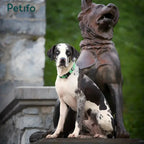 A spotted dog wearing a green collar, sitting next to a dark dog statue in an outdoor setting.