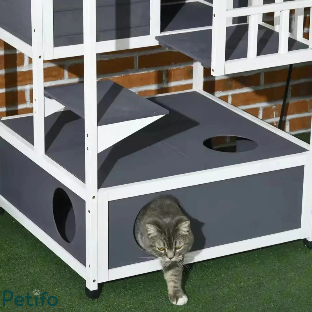 Close-up of a cat stepping out from the lower hideout of the wooden cat enclosure.