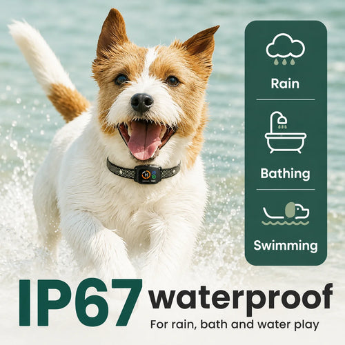 Happy Jack Russell Terrier wearing an IP67 waterproof ChewUp anti-bark collar while splashing in water.