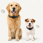 A Golden Retriever and a Jack Russell Terrier sitting side-by-side both wearing the silent ChewUp anti-bark collar.