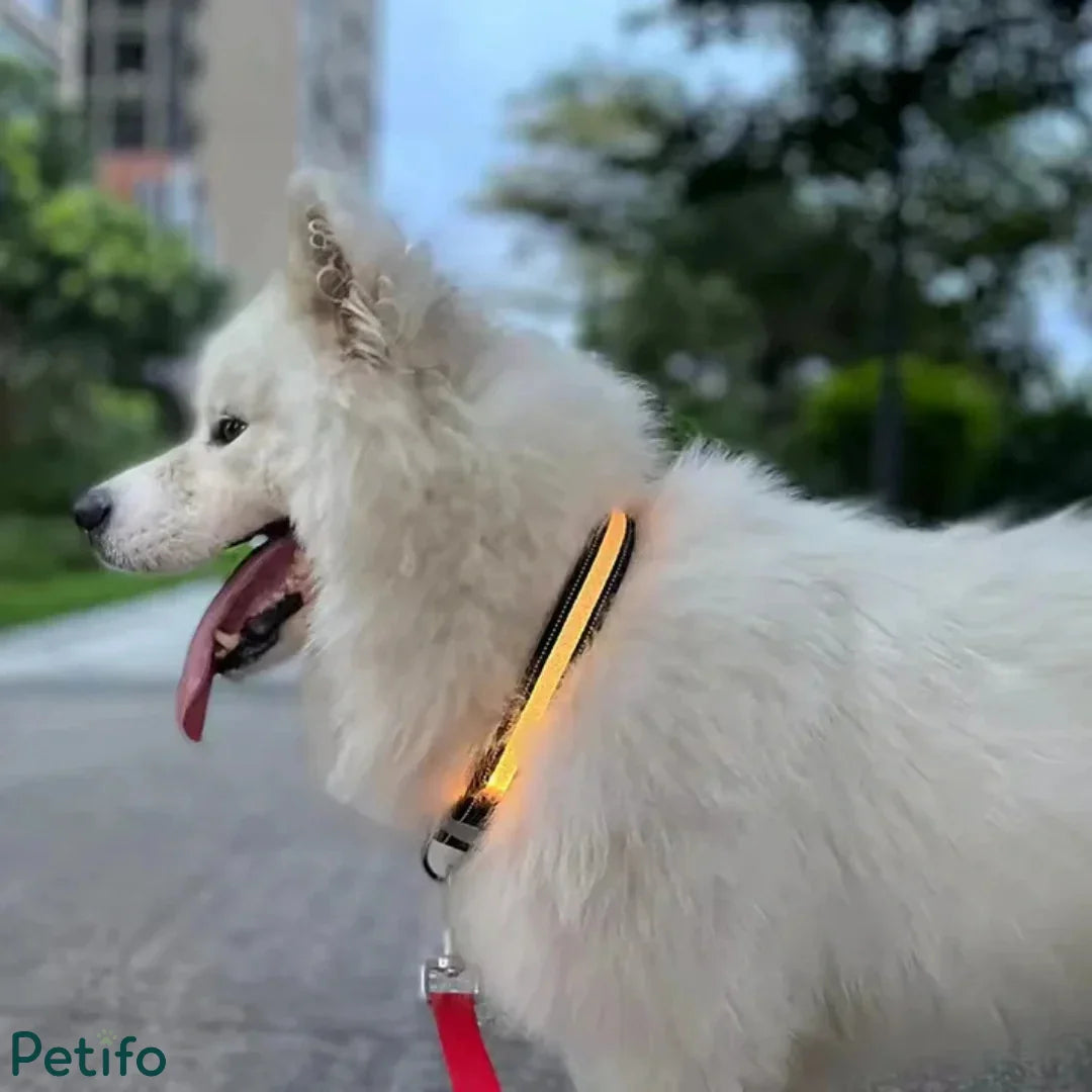 Fluffy white dog wearing an illuminated smart LED collar outdoors during dusk.
