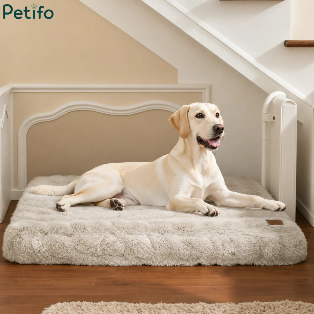 Lab dog lying on a large beige Petifo orthopedic pet bed placed in a cozy home interior.