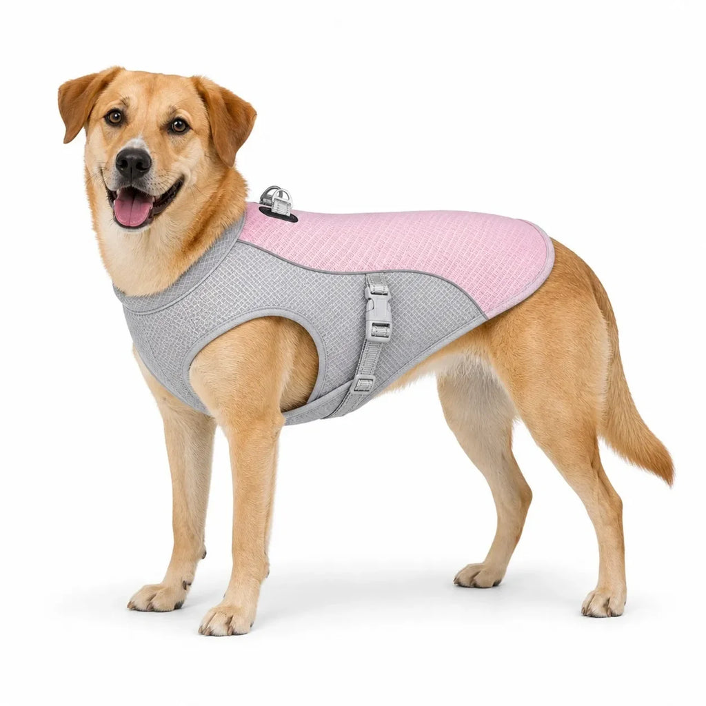 Medium-to-large yellow dog wearing a pink cooling vest in size large.