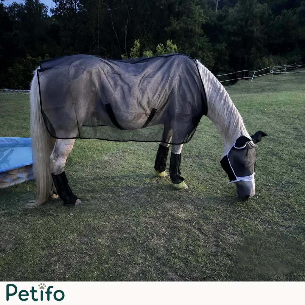 Light grey horse grazing in a grassy field while wearing a black mesh fly sheet and matching leg wraps.