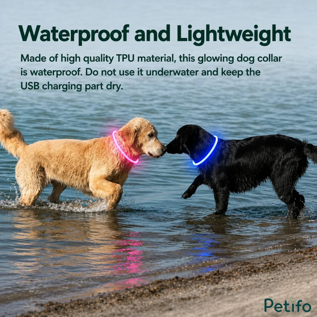 Golden Retriever and black dog wearing lightweight waterproof glowing collars while standing in shallow water.