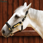 White horse wearing a luxury black padded halter against a wooden wall.