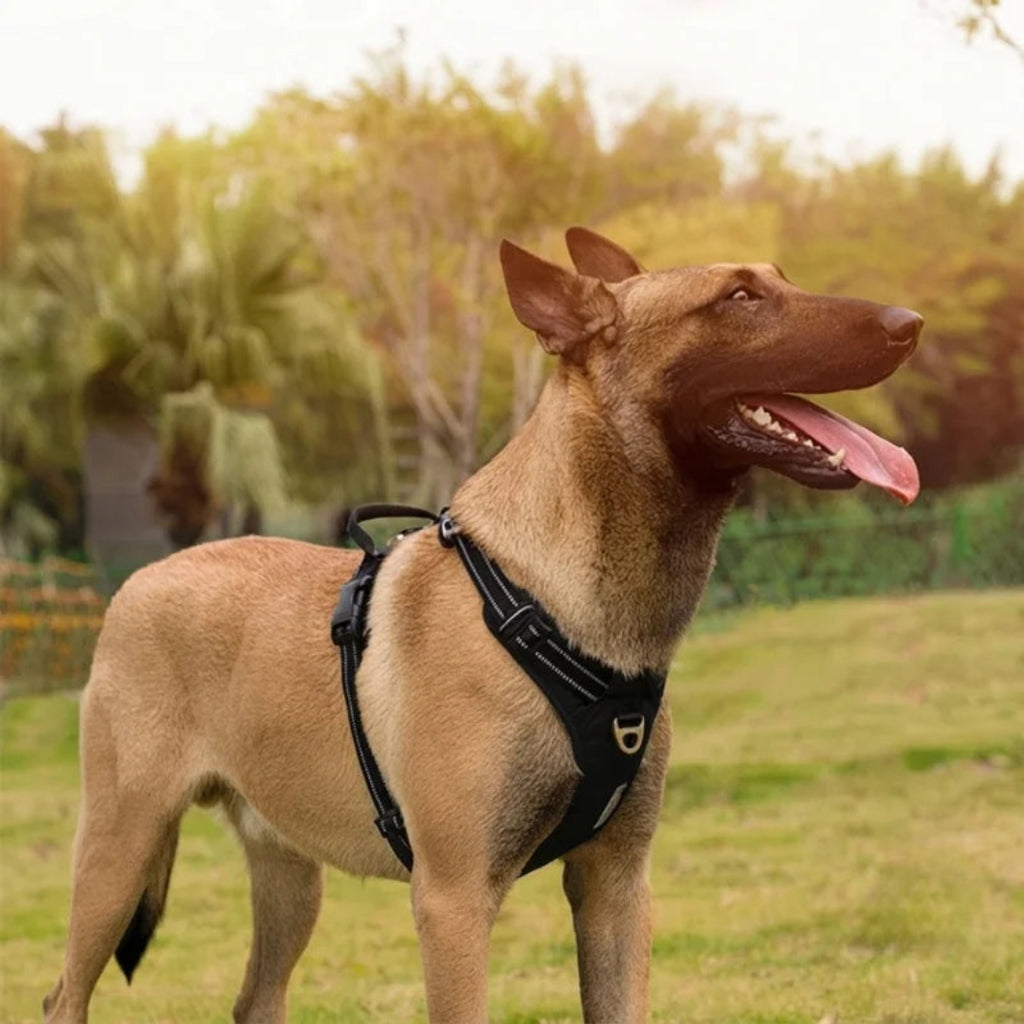 A medium-sized dog standing in a park wearing a secure, black, reflective chest harness.