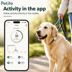 A person walking a golden retriever alongside a smartphone screen displaying the Petifo app's daily step tracking, active time, and distance monitoring features.