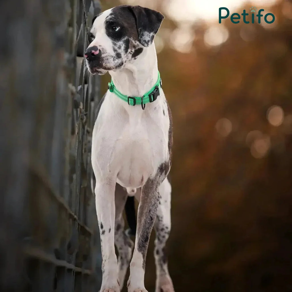 A portrait of a spotted dog wearing a bright green collar, standing beside a decorative metal structure.