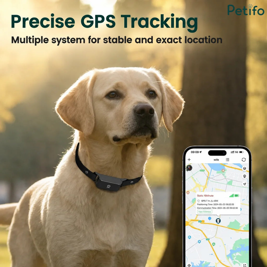 Labrador retriever wearing a GPS tracker collar alongside a smartphone showing real-time location tracking.