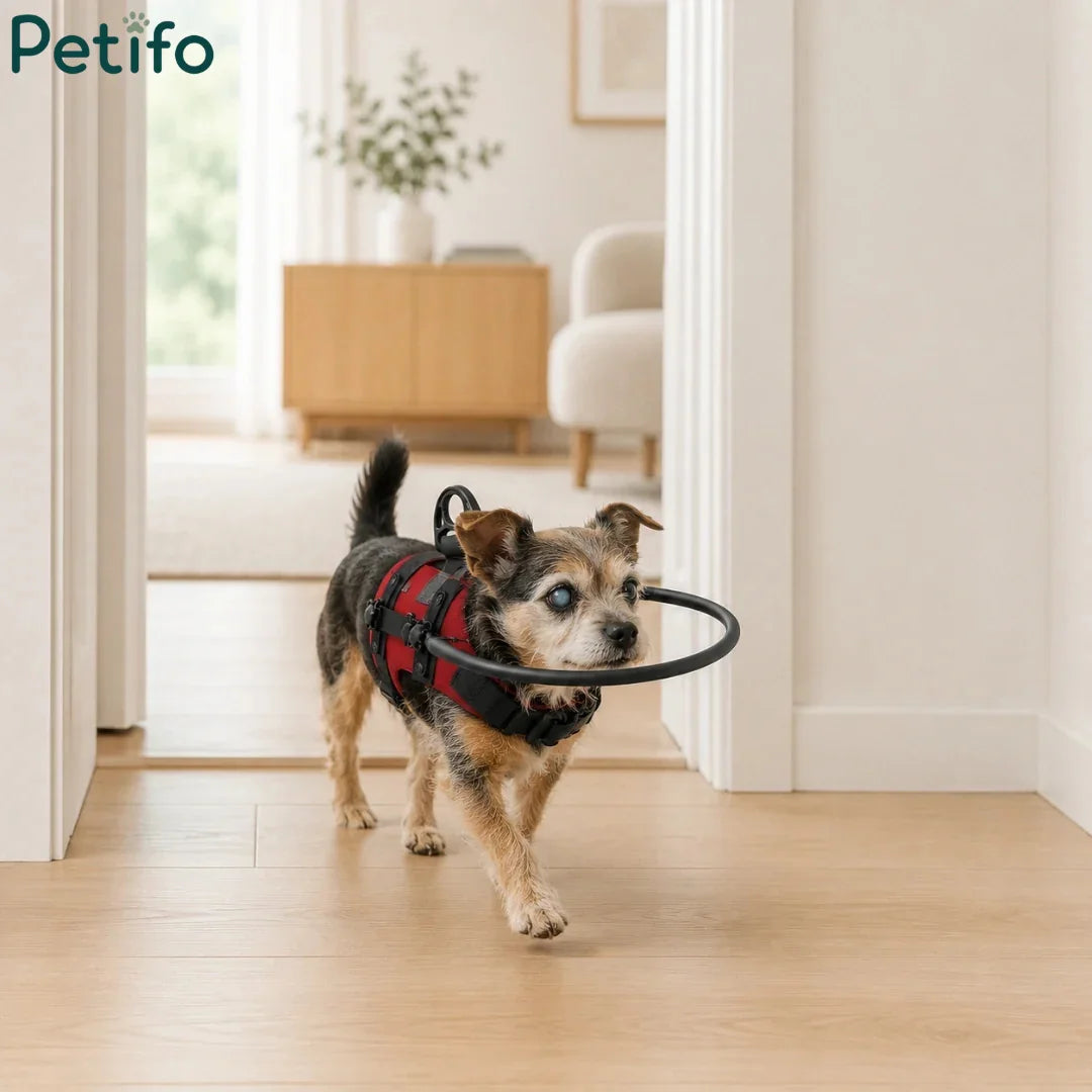 Blind dog wearing a red blind dog harness with a protective halo bumper walking safely indoors through a hallway.