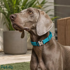 Weimaraner wearing a bright blue reflective nylon dog collar outdoors.